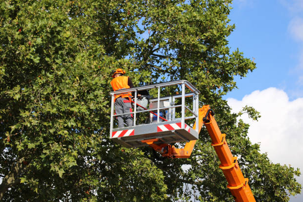 Best Utility Line Clearance  in Bonita Springs, FL